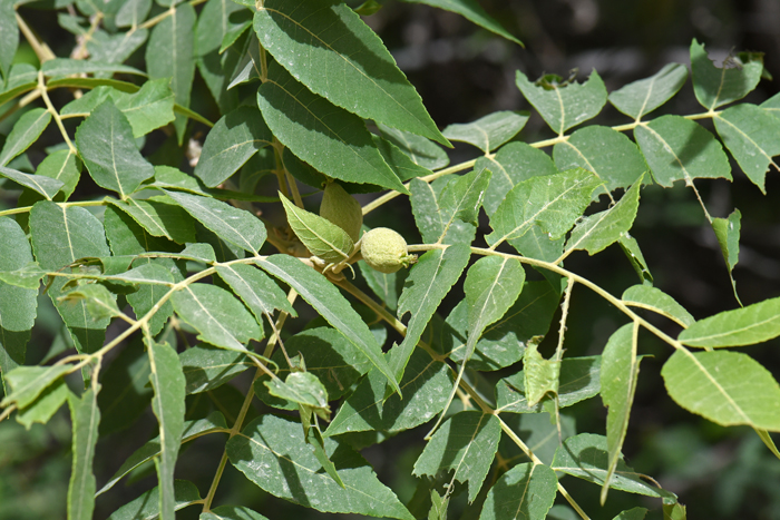 Arizona Walnut has both male and female flowers on the same plant. Here is a pistillate or female flower which when pollinated will produce walnut fruits. Juglans major 